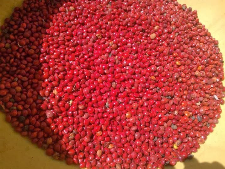 Hạt giống Cẩm Thái Lan (muồng cườm, cẩm đỏ) CT549 - Gói 50 hạt