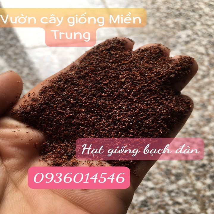 Hạt giống Bạch Đàn