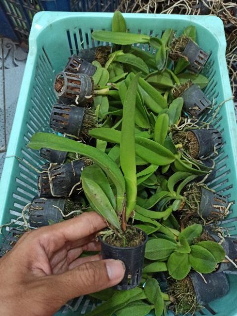 [HCM]Combo 4 Mã lan Cattleya Nhập Thái Lan