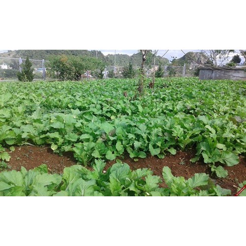 hạt giống Cải mèo Hà Giang PD575