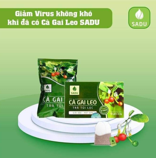 [500gr] Trà túi lọc Cà Gai Leo SaDu,(100 túi lọc) Tea