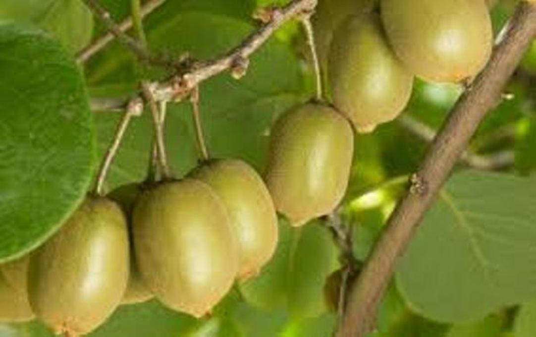 10 Hạt giống Kiwi - Giống sai quả