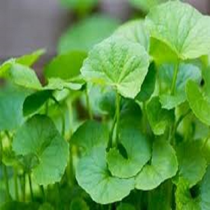 CÂY GIỐNG RAU MÁ LÁ NHỎ- RAU MÁ HƯƠNG