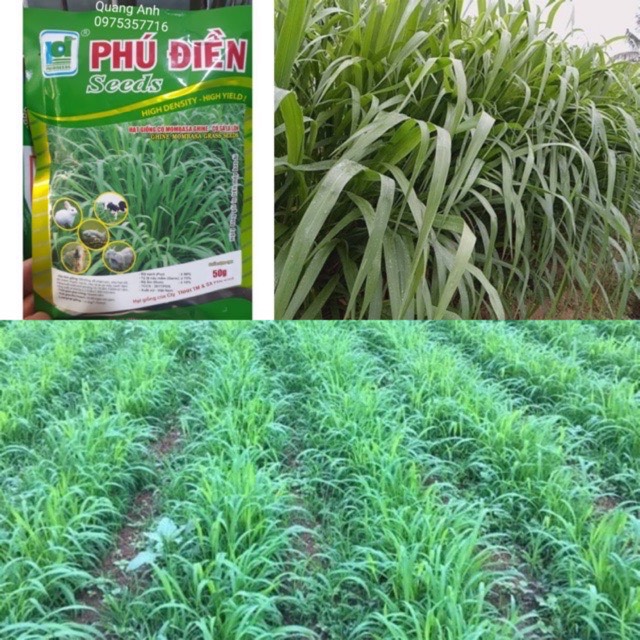 50Gr Hạt Giống Cỏ Mombasa Ghine - Cỏ Sả Lá Lớn Chăn Nuôi Nhập Khẩu Thái Lan