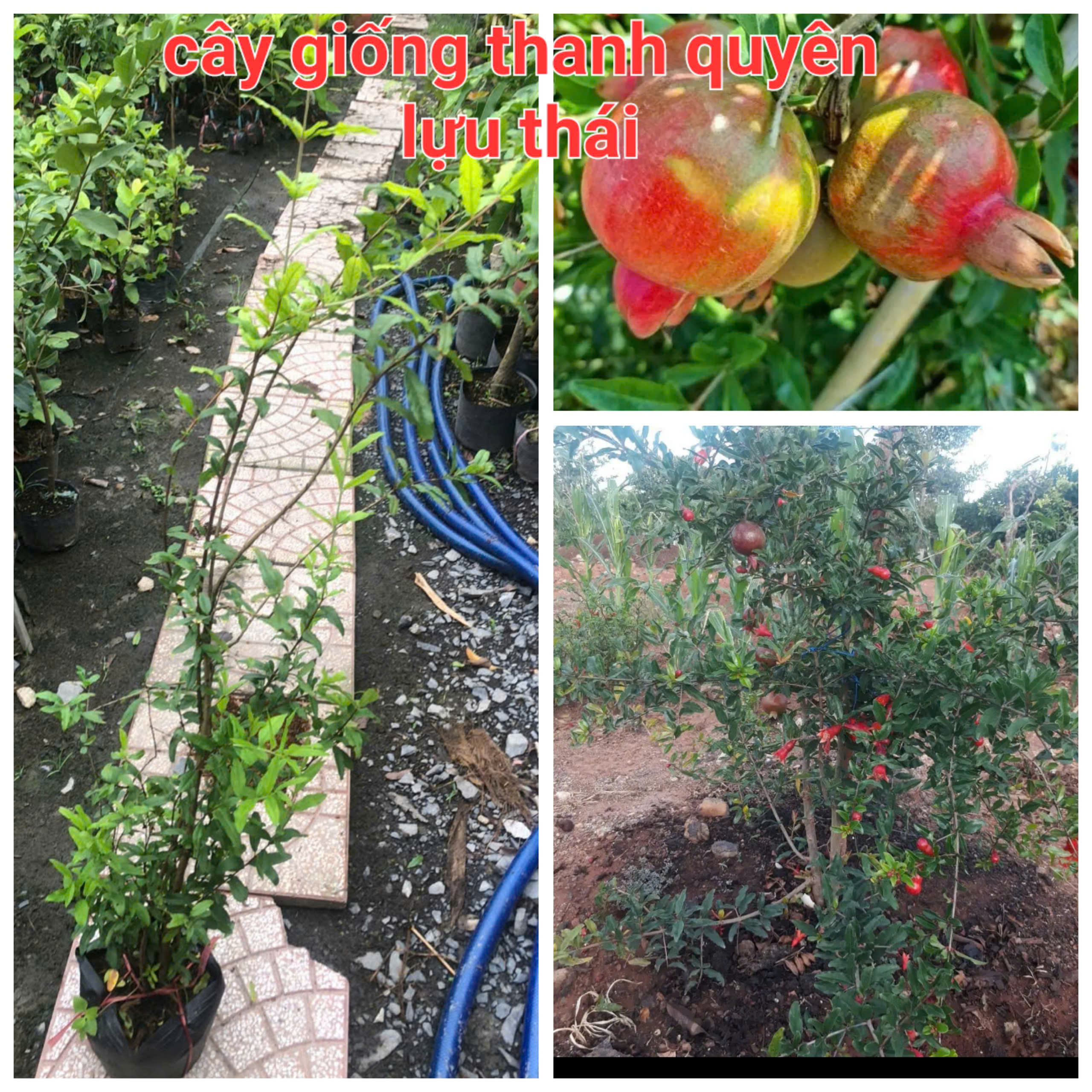 CÂY GIỐNG LỰU THÁI