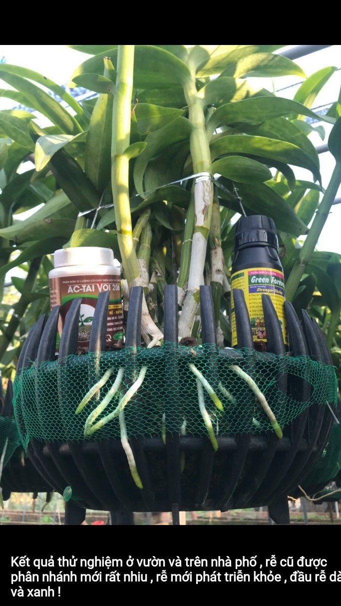 COMBO tạo rễ cho hoa lan GREEN FOREVER – stronger Thrive 100ml- ACTAI VOI 206  100g