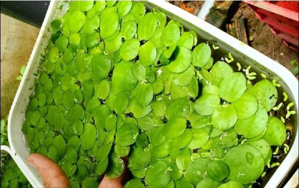 BÈO NHẬT  THUỶ SINH (15 cây)
