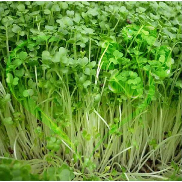 Hạt giống mầm củ cải trắng