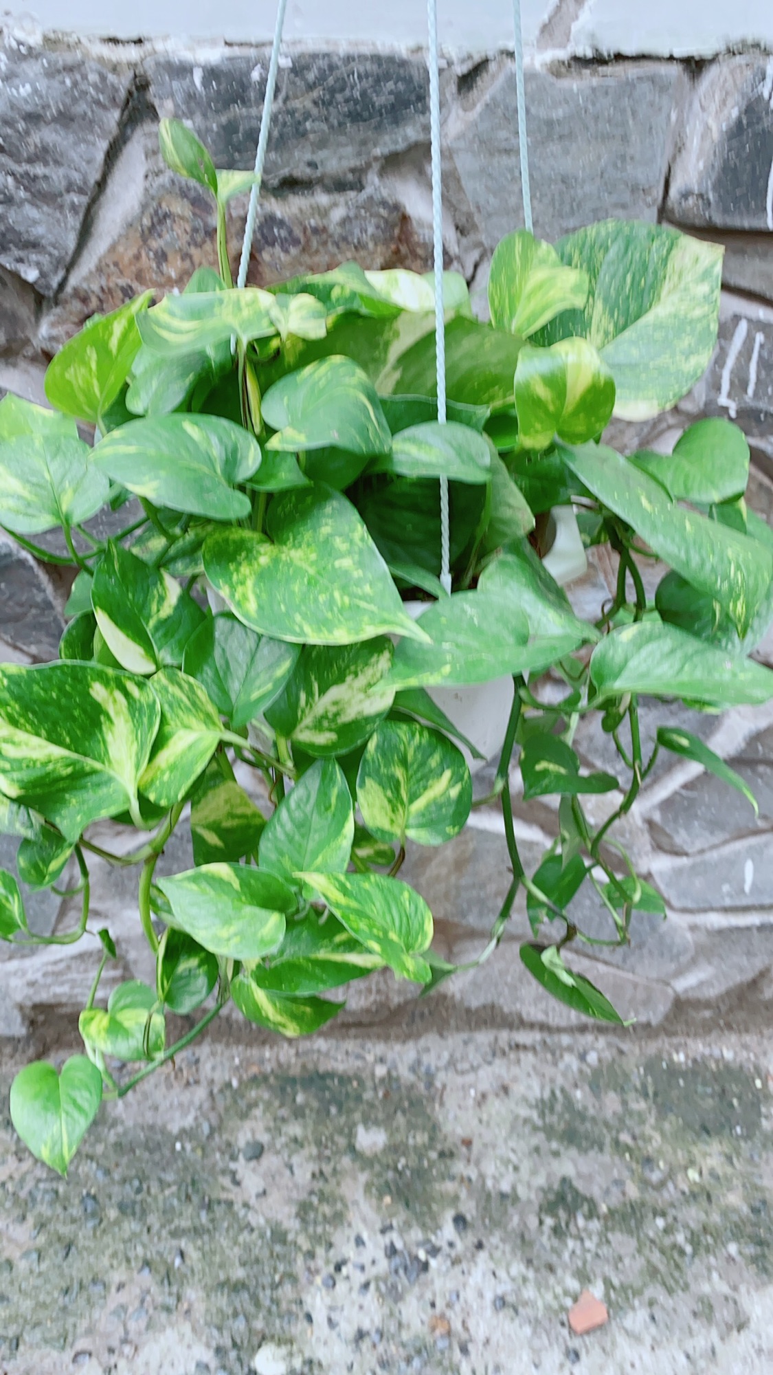 Chậu Cây Trầu Bà Thái Xanh