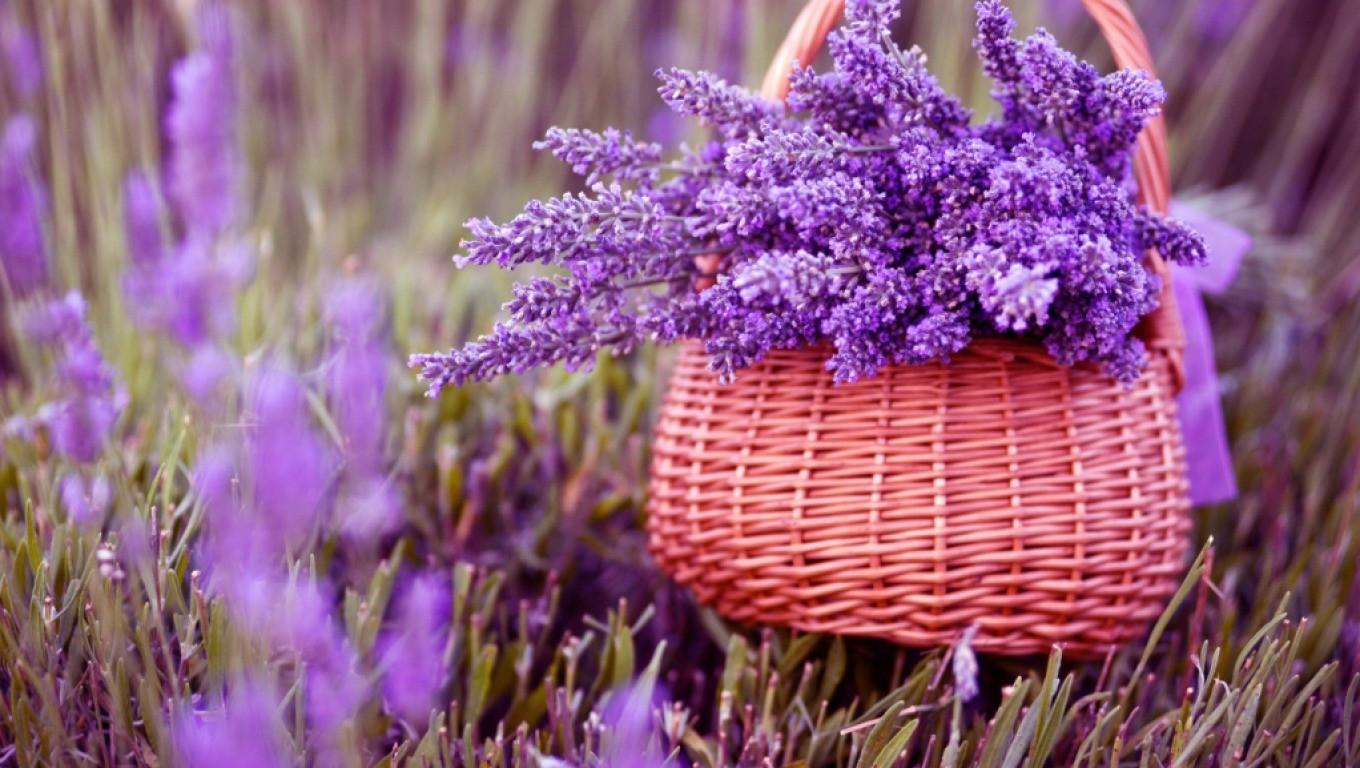 Hạt giống hoa oải hương ( hoa lavender ) - 100 hạt/gói