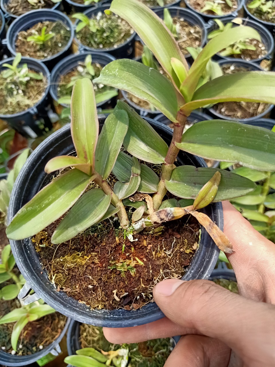 Hoa lan phi điệp bệt lâm xung cây 52 Tự Thụ
