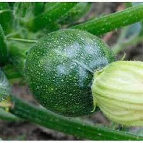 Hạt Giống Bí Ngòi Tròn Sai Trái (1gr)