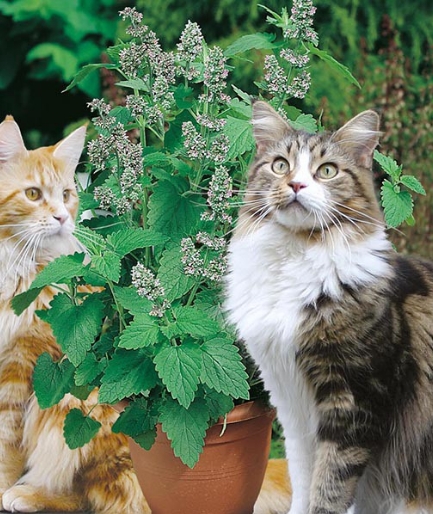 Hạt giống bạc hà mèo Catnip tặng kích mầm