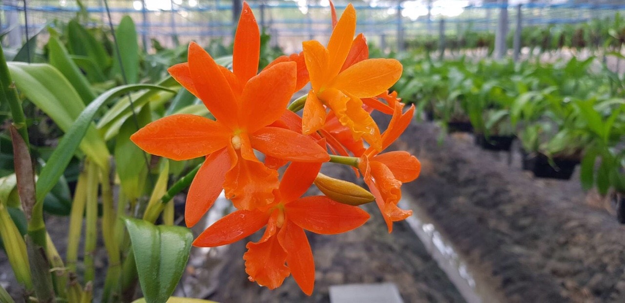 Hoa lan Catt đài Youngmint cây giống