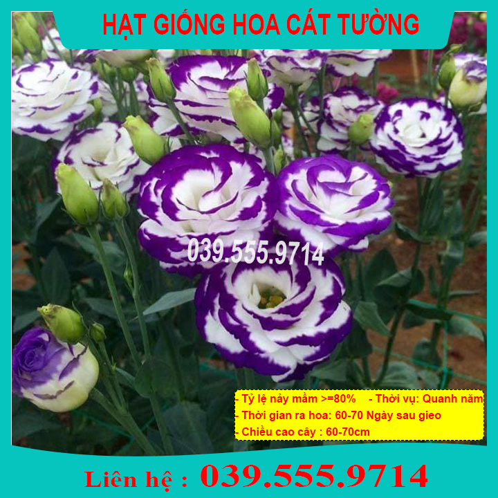 Hạt Giống Hoa Cát Tường