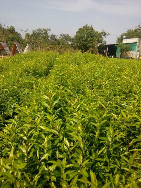 Cây Vối nếp- chiều cao 40-50cm