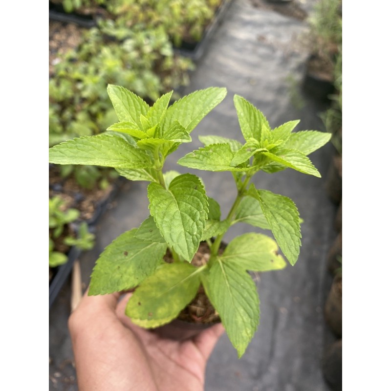 cây bạc hà nhật (giống)