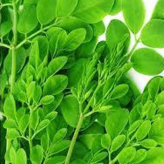 Hạt giống cây chùm ngây-gói 20 hạt