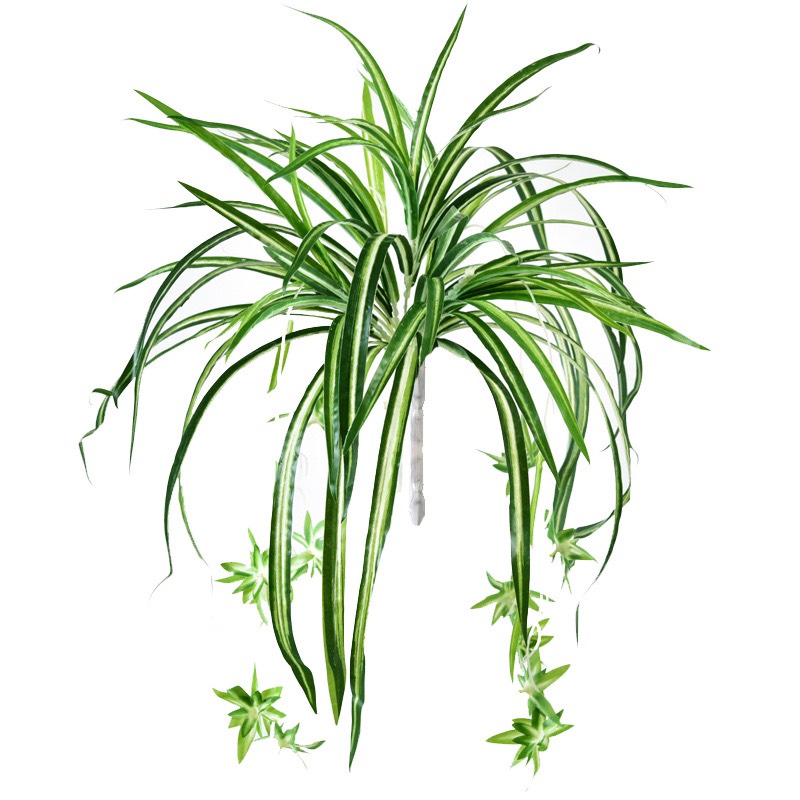 Cây Giả Cây Lan Chi Rủ Hoa Lá Vải