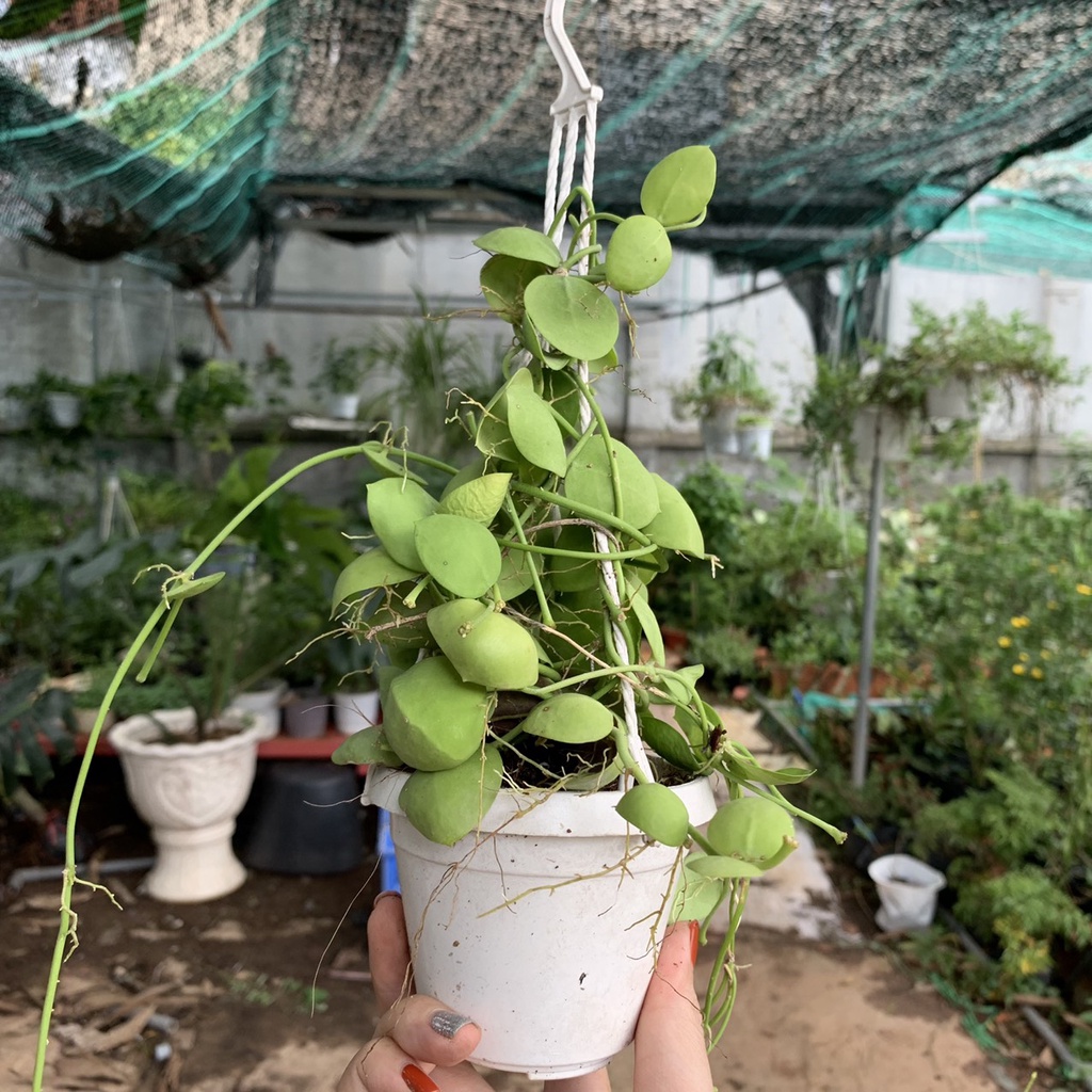 Chậu treo lan vỏ sò