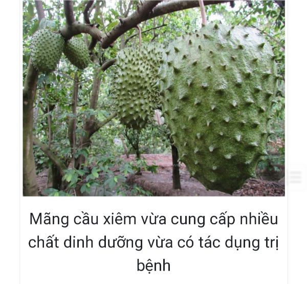 CÂY GIỐNG MÃNG CẦU XIÊM THÁI LAN - CÂY GHÉP NHANH CÓ TRÁI HƠN CÂY HẠT