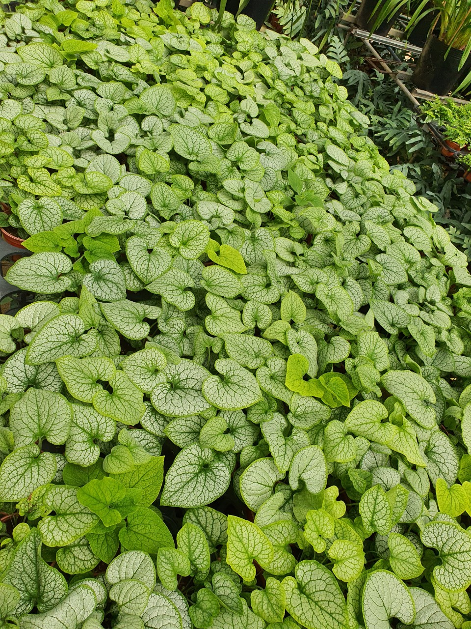 Cây brunnera lá hình trái tim.