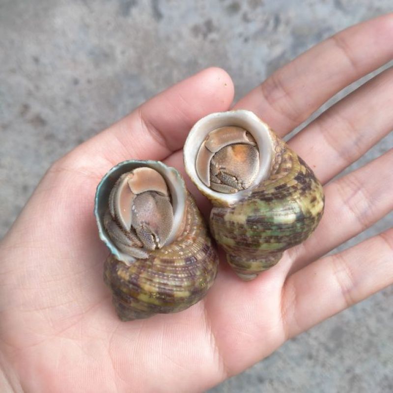 Combo 4 ốc mượn hồn size M ( màu ngẫu nhiên), tặng kèm 1 bé size S