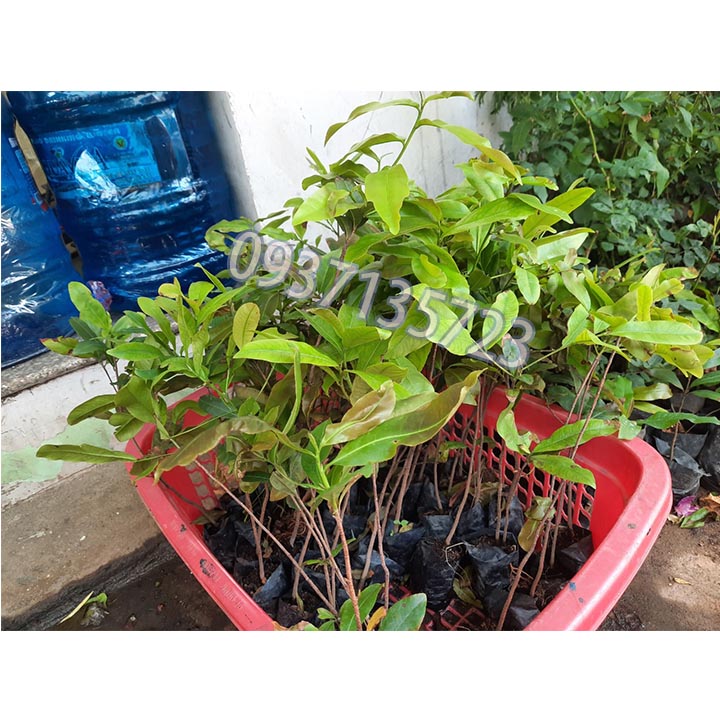 COMBO 5 CÂY MAI VÀNG GIỐNG cao từ 25-35 cm