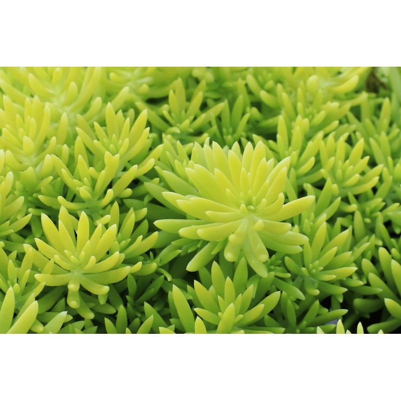 Cây mười giờ Úc cây rau sam hoa lớn Portulaca grandiflora Portulacaceae