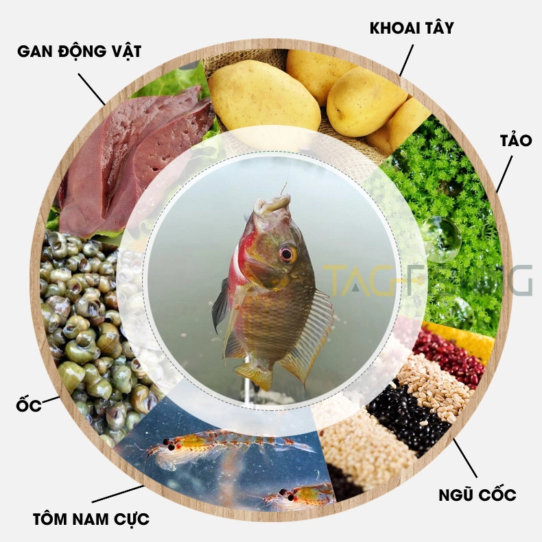 Mồi Câu Lão Quỷ - Xả Rô Phi