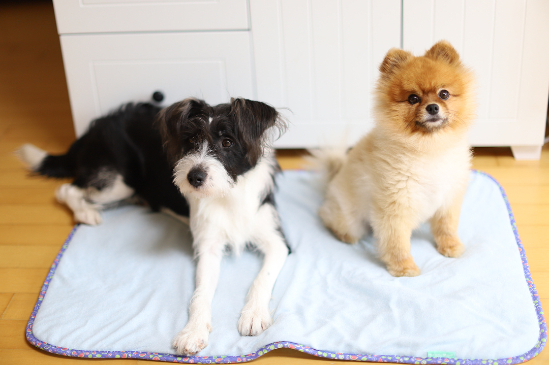 HCM] Thảm dành cho thú cưng mùa hè - DoggyMan