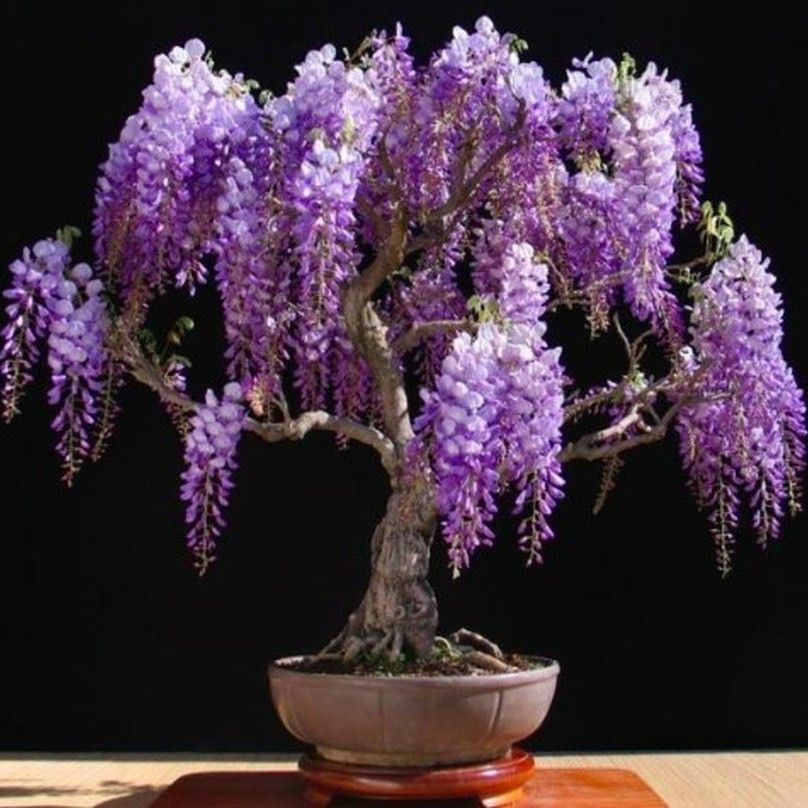 Hạt Giống Hoa Tử Đằng