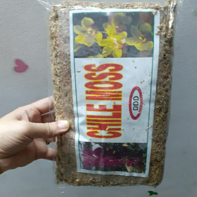 dớn mềm trồng lan - dớn CHILE MOSS - gói 100gr