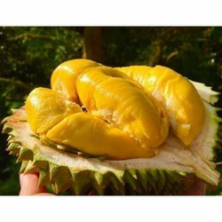 Cây giống sầu riêng cơm vàng hạt lép