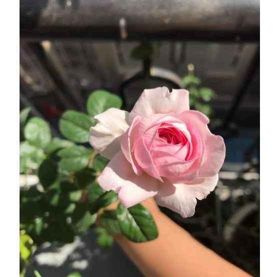 Hoa hồng Mon Coeur ( Hoa hồng leo  siêu xinh)