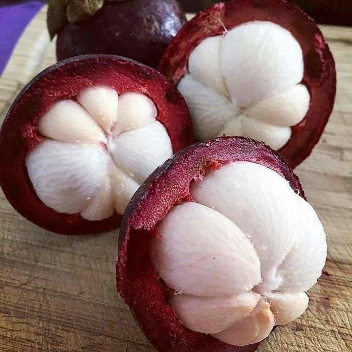 BỘ 5 CÂY GIỐNG MĂNG CỤT