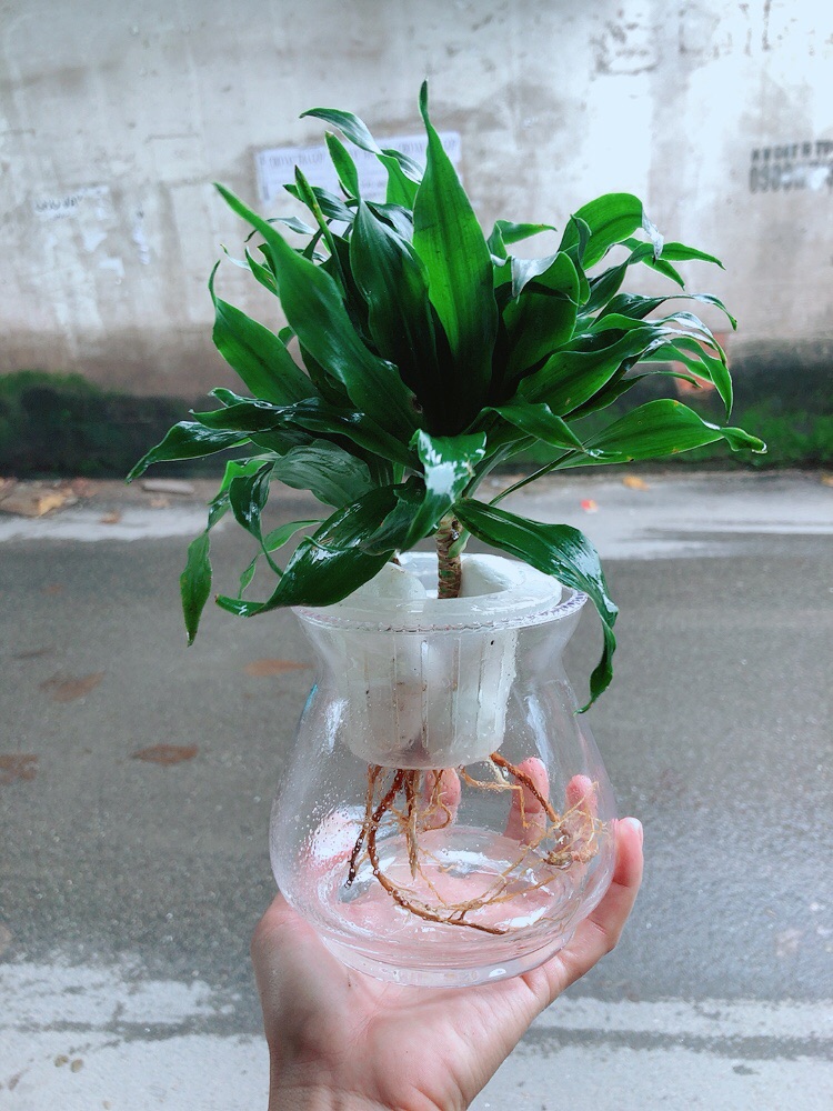 Chậu Cây Phát Tài Thuỷ Sinh