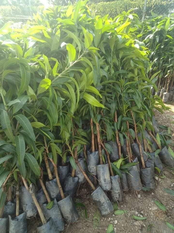 cây giống xoài đỏ mặt trời nhật bản