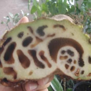Củ kiến (bí kỳ nam) 1kg