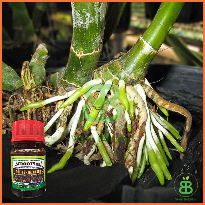 ACROOTS 10SL (NAA) Tốt Rễ Đẻ Nhánh - Chai 100ml