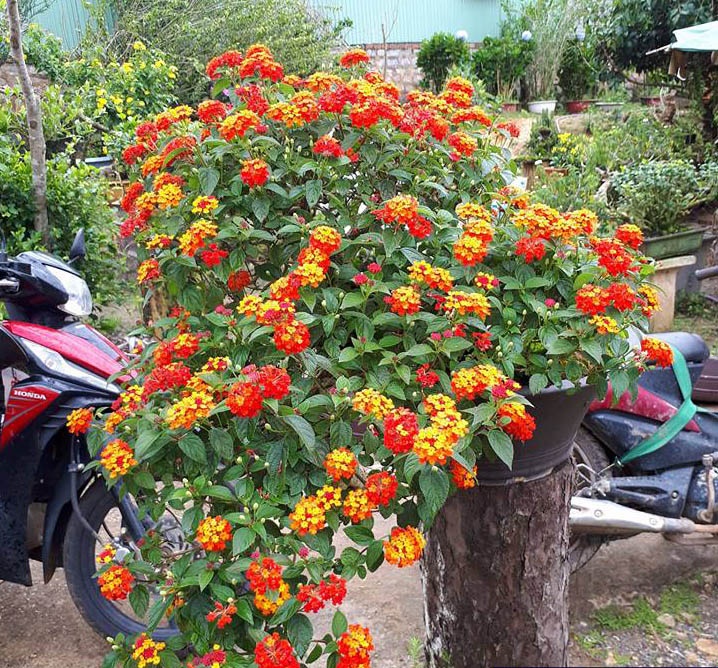 COM BO 2 CÂY HOA NGŨ SẮC RỦ GIỐNG