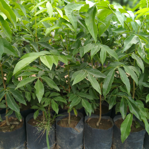 2 cây kèn hồng cao 50cm
