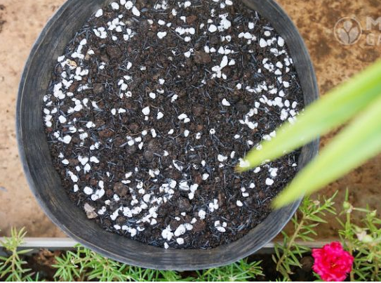 Đá Perlite Namix – Đá trân châu