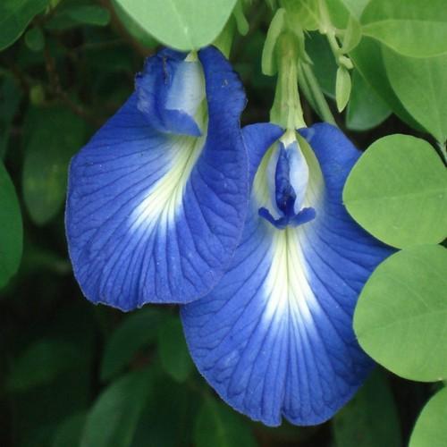 [HCM]Hạt giống bông biếc butterfly pea