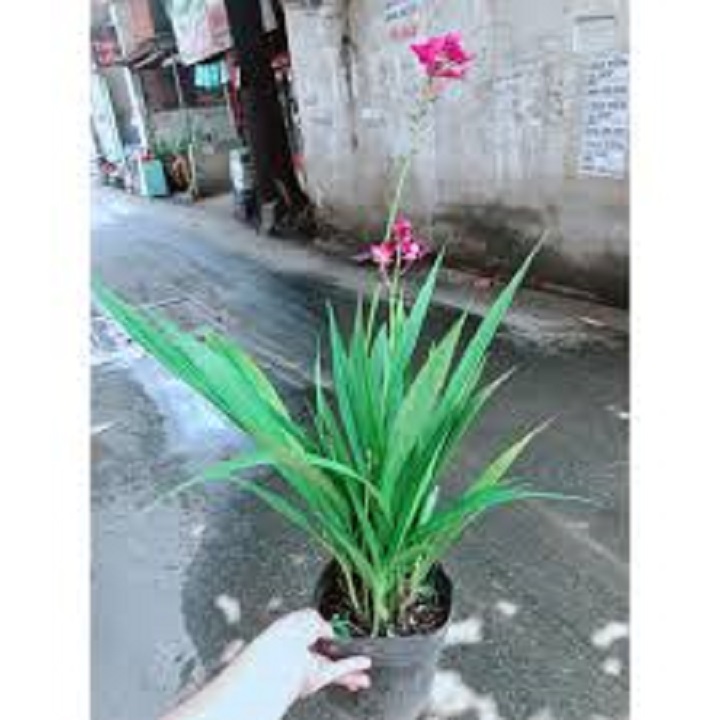 Lan Chu Đỉnh Tím nở hoa đẹp