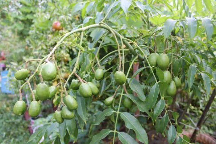 Cây có thái, cây cóc thái đang quả giá rẻ, gửi như hình