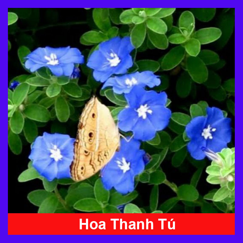 Hoa Thanh Tú - Cây cảnh sân vườn