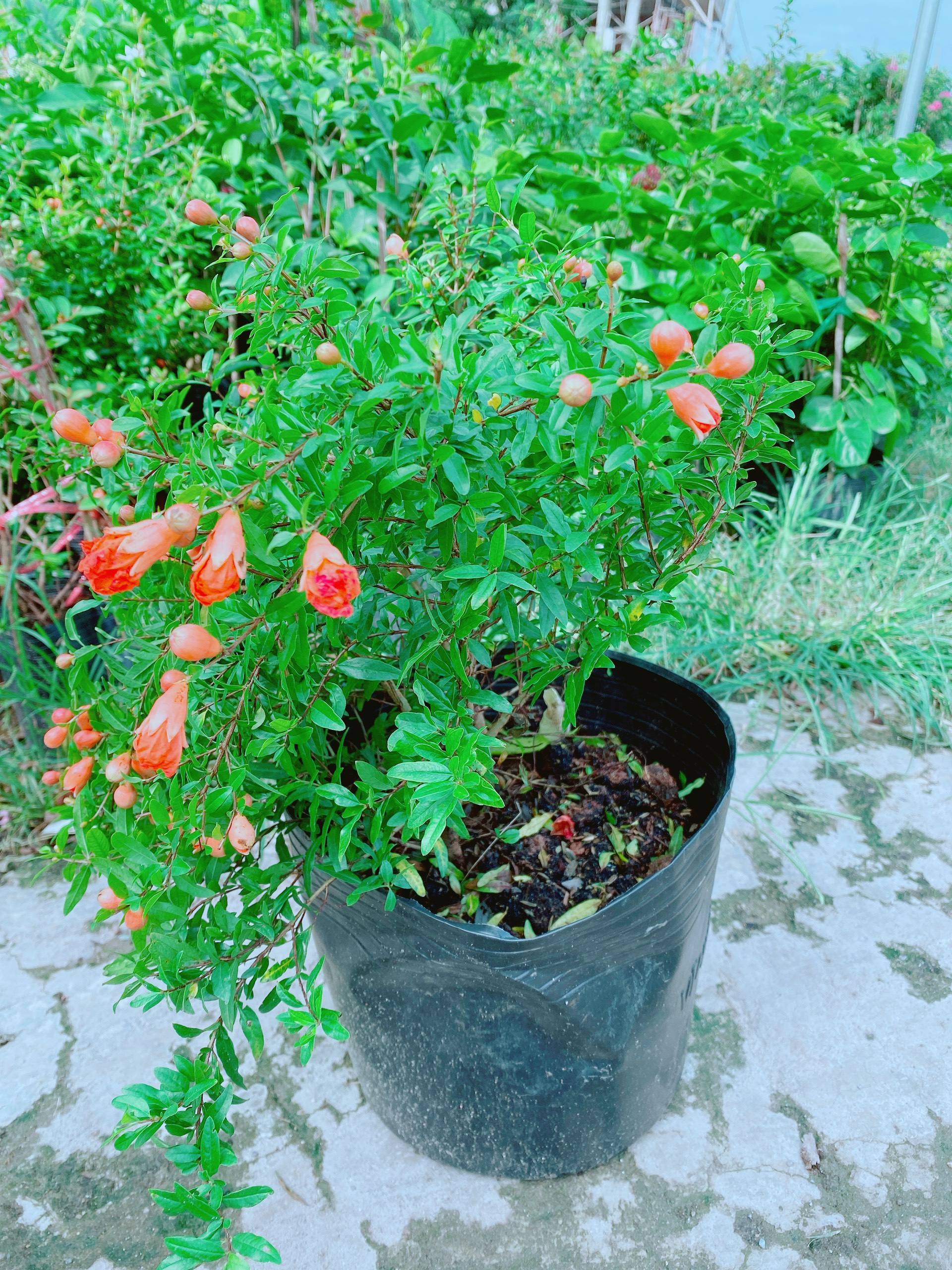 Cây Lựu Lùn Giống Cho Sai Trái Có Sẵn Hoa Như Hình