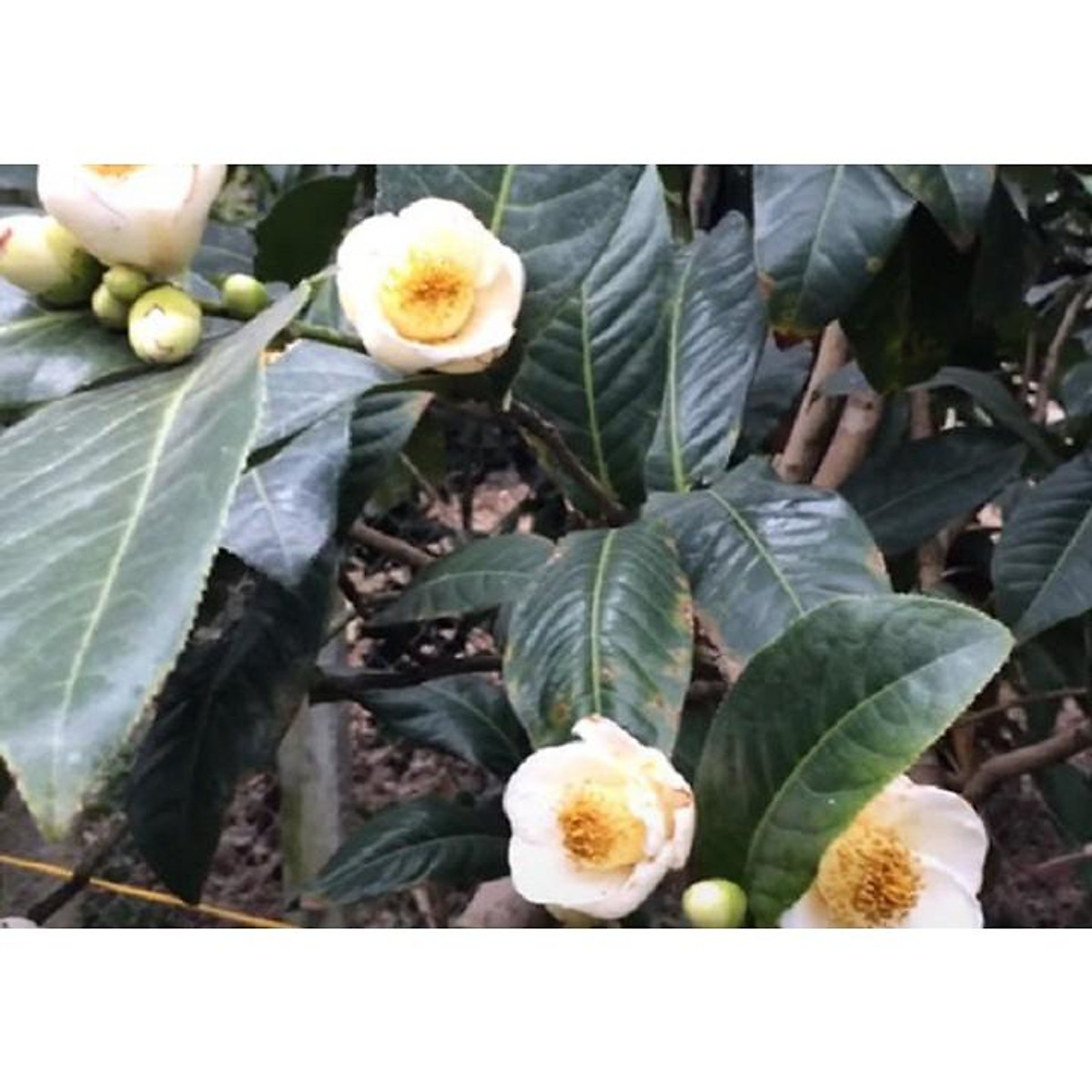 cây hải đường trắng nhỏ