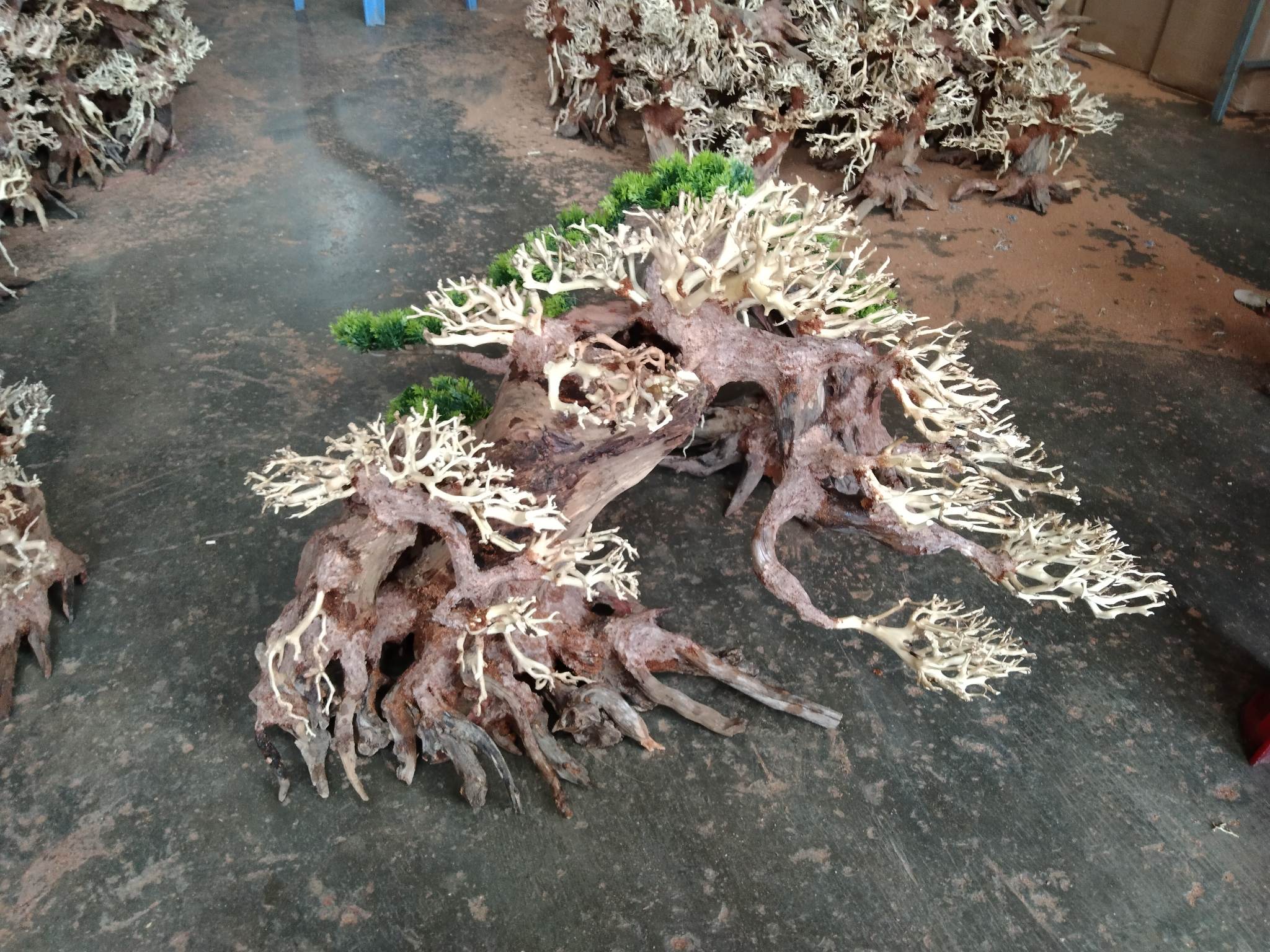 Cây gỗ lũa Bonsai mẫu tử ( một cây lớn và một nhỏ)